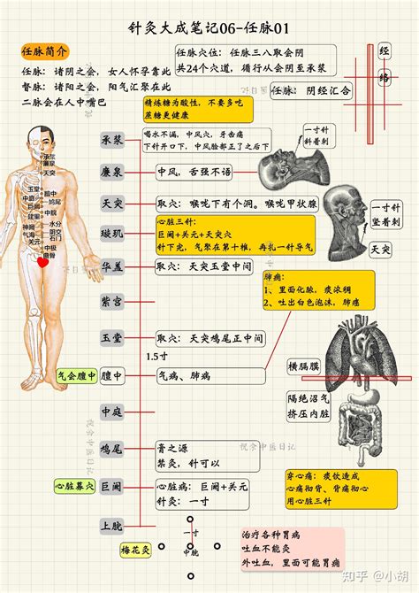 玉穴|海厦针灸课笔记（5）— 任脉之鸠尾、膻中、天突